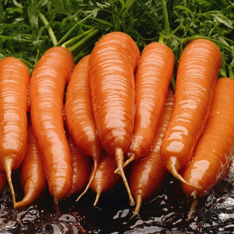 Bubuk wortel Bubuk wortel