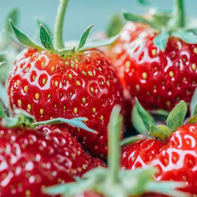 Bubuk stroberi Bubuk stroberi