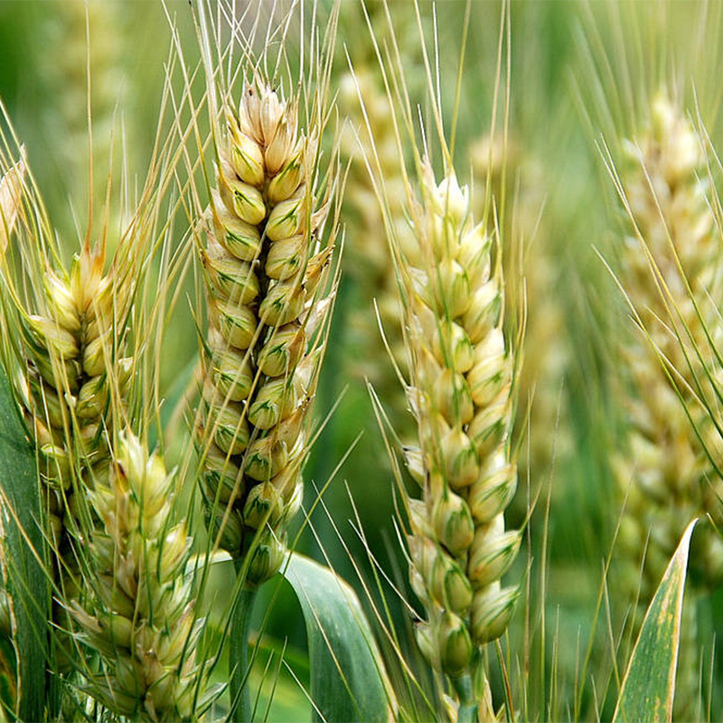 Bubuk rumput gandum Bubuk rumput gandum